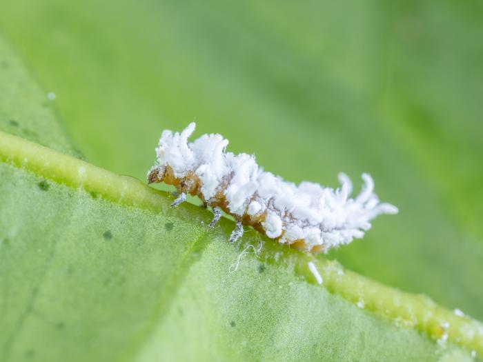 Cryptolaemus montrouzieri