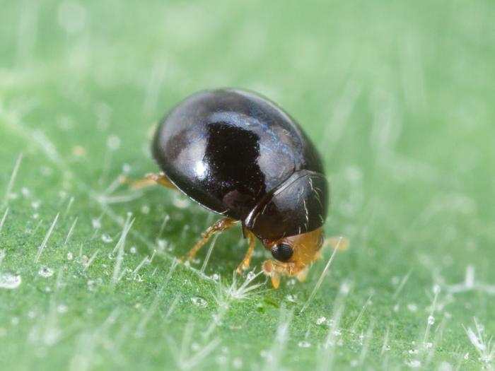 Delphastus catalinae