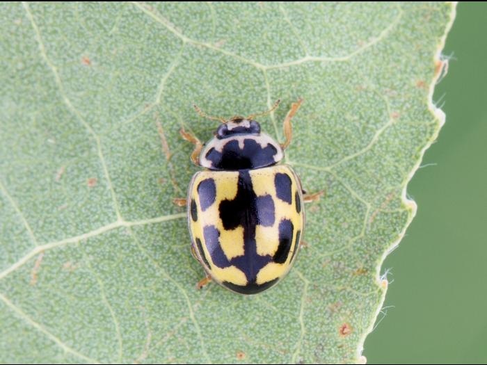 Coccinelle à quatorze points (Propylea quatuordecimpunctata)