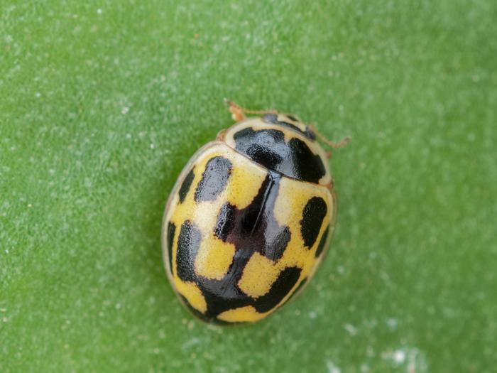 Coccinelle à quatorze points (Propylea quatuordecimpunctata)_2