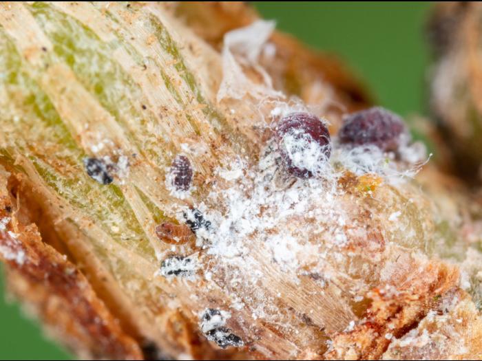 Puceron lanigère du sapin (Adelges piceae)