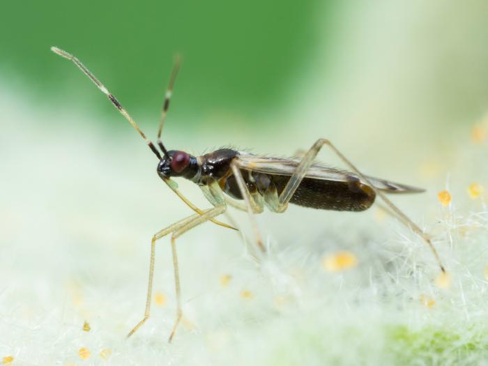 Dicyphus hesperus