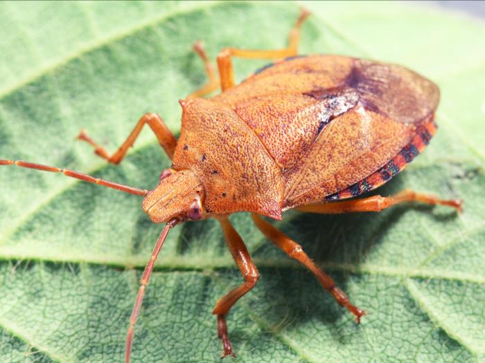 Apateticus bracteatus