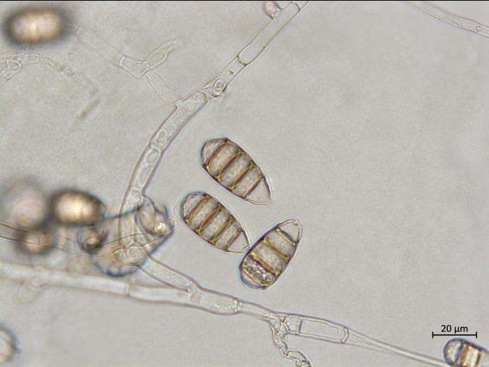 Cephaliophora_tropica_3