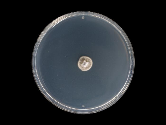 Helminthosporium_solani_5