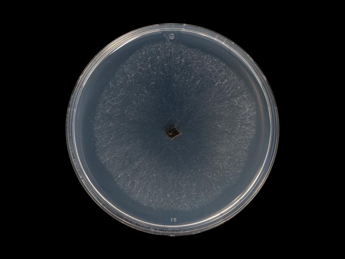 Neofusicoccum_parvum_4