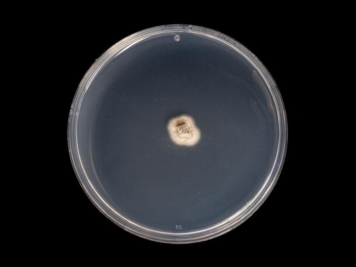 Phaeoacremonium_minimum_1