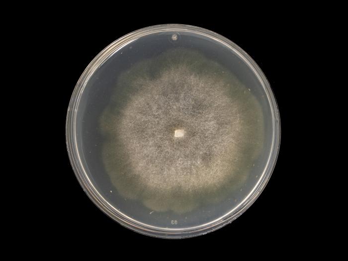 Phytophthora_erythroseptica_1