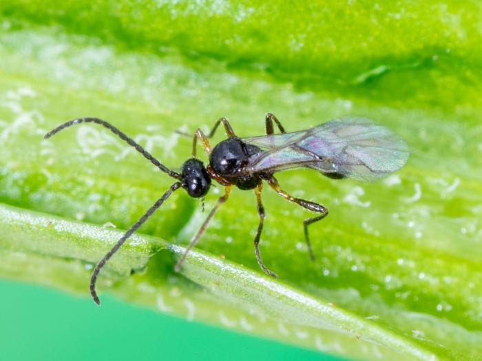 Aphidius colemani