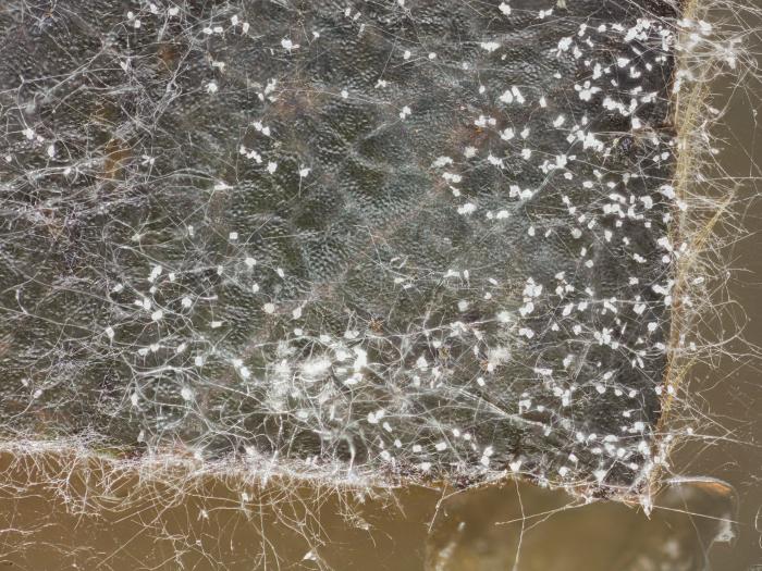 Calonectria_sp_1