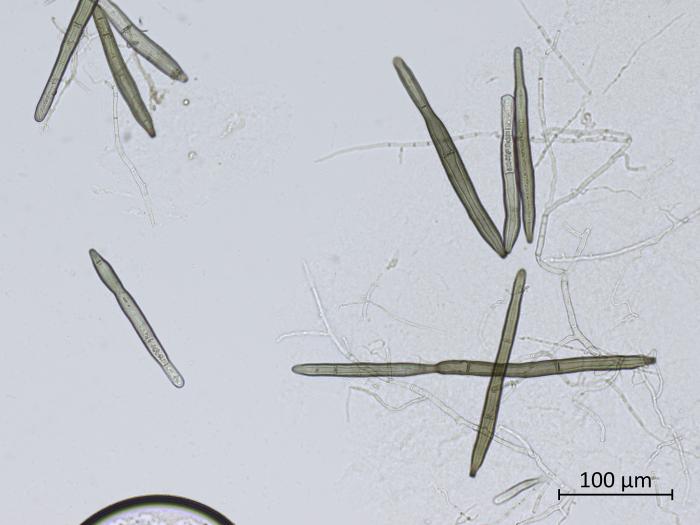 Corynespora_sp_3