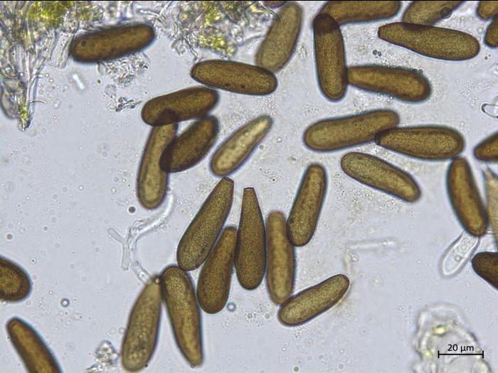 Diplodia_sp_2