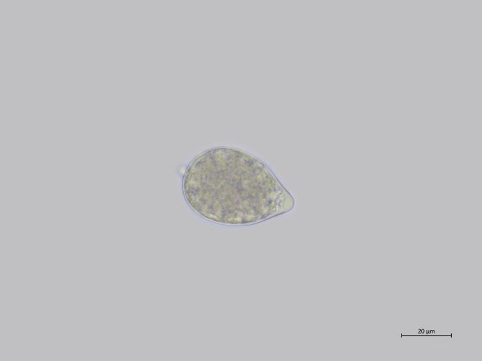 Phytophthora_nicotianae_3