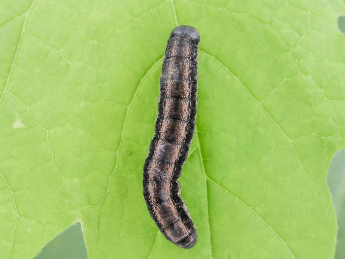 Légionnaire noire (Actebia fennica)