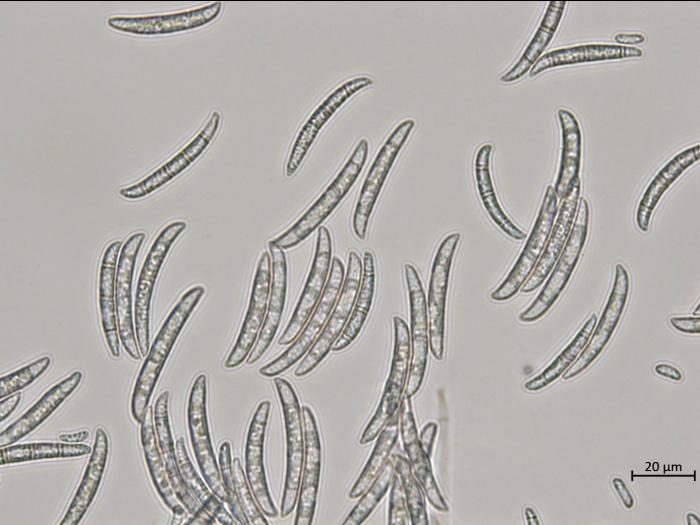 Neocosmospora_pisi_2