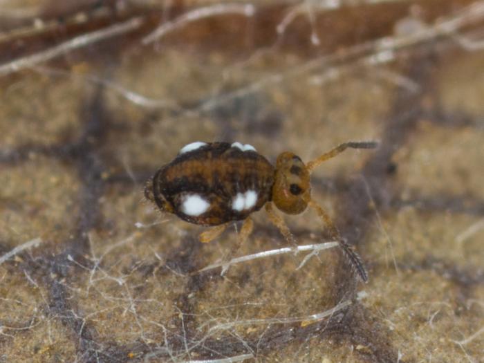 Sminthurinus quadrimaculatus
