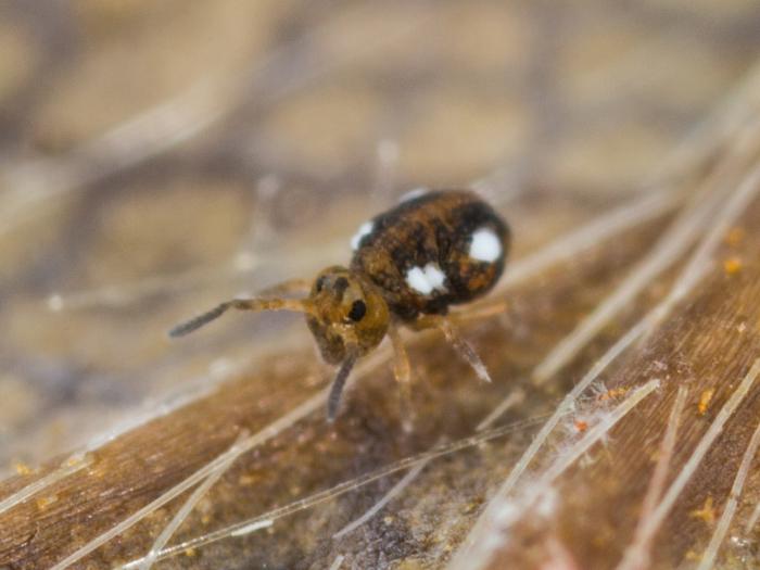 Sminthurinus quadrimaculatus