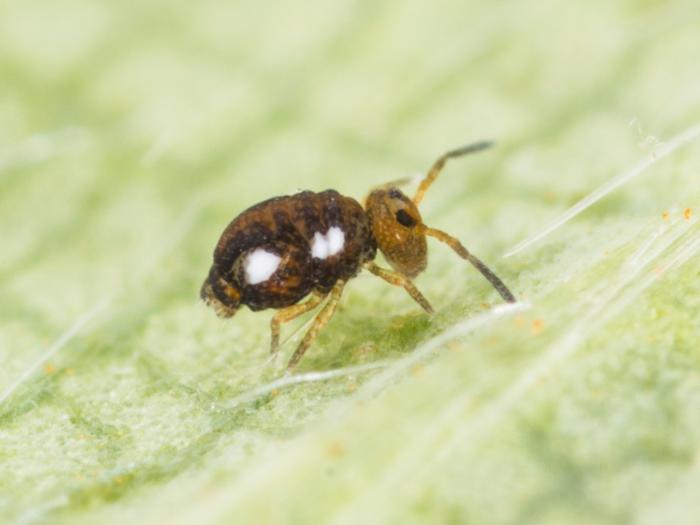 Sminthurinus quadrimaculatus