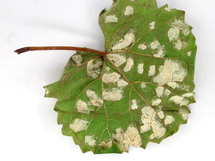 Ériophyide de la vigne (Colomerus vitis)