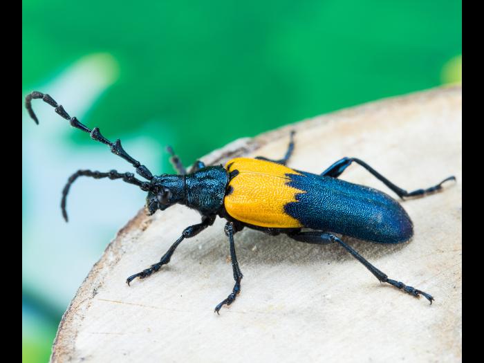 Desmocère à manteau (Desmocerus palliatus)