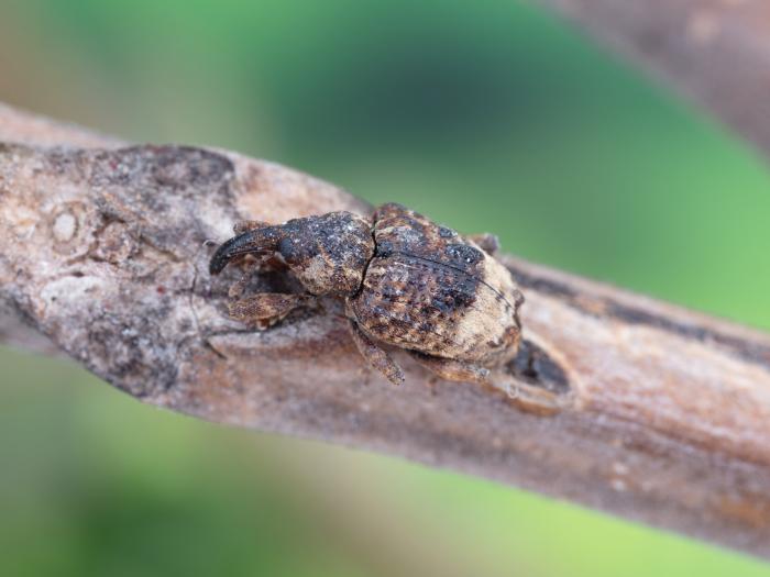 Charançon du noyer (Conotrachelus juglandis)