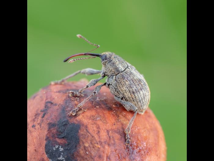 Charançon des noisetiers (Curculio obtusus)