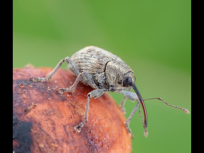 Charançon des noisetiers (Curculio obtusus)
