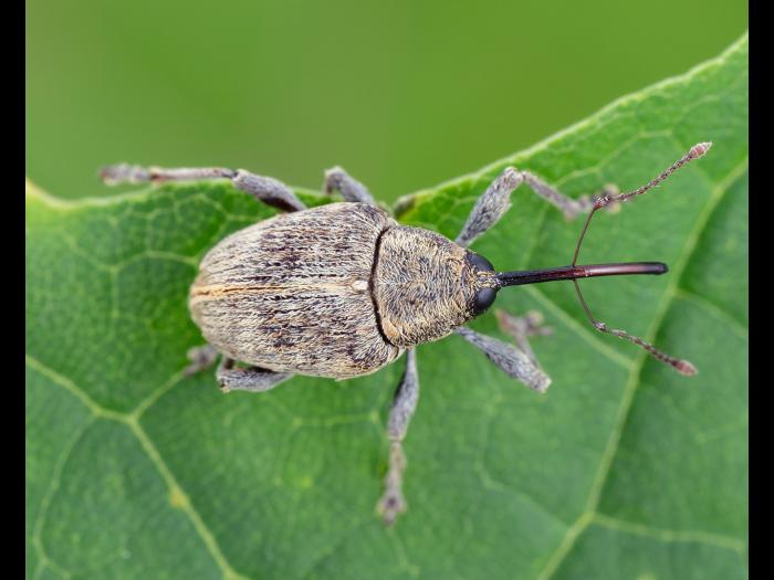 Charançon des noisetiers (Curculio obtusus)