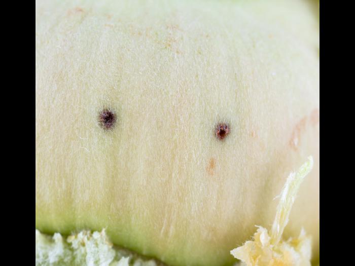 Charançon des noisetiers (Curculio obtusus)