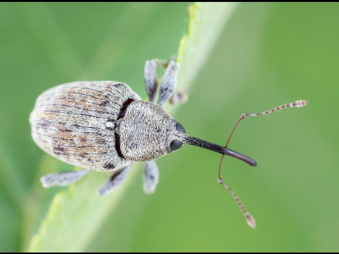 Charançon des noisetiers (Curculio obtusus)