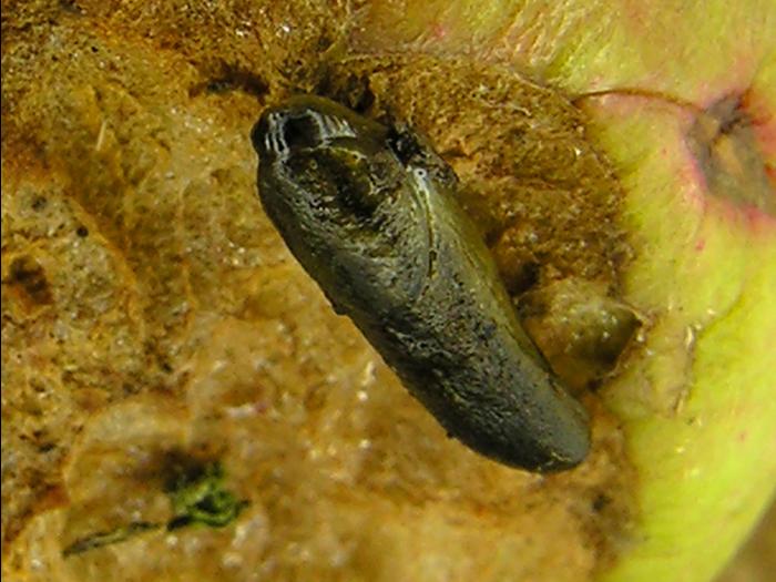 Limaces