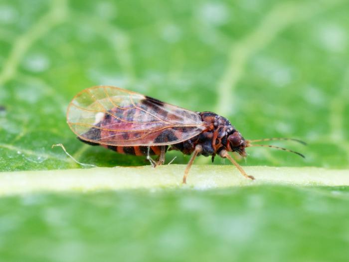 Psylle du poirier (Cacopsylla pyricola)