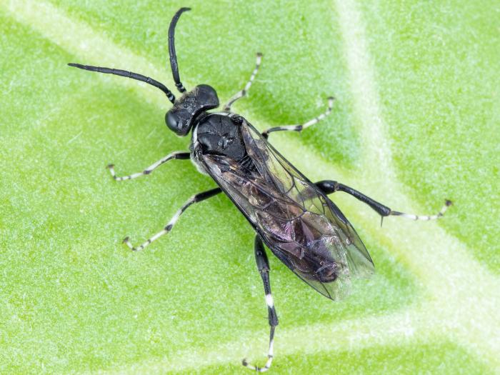 Tenthrède du sureau (Macrophya epinota)