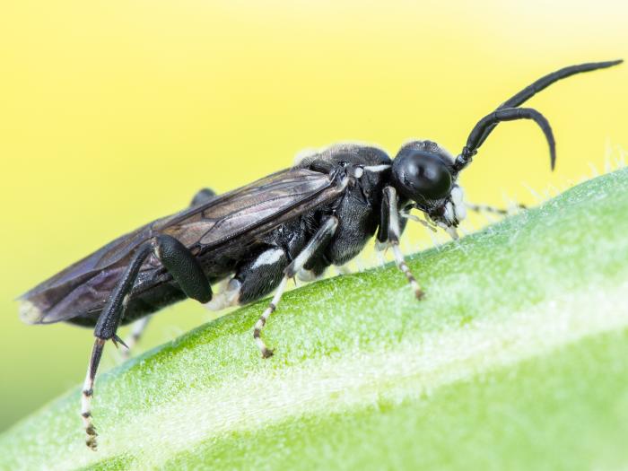 Tenthrède du sureau (Macrophya epinota)
