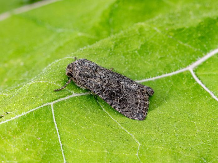 Ver-gris vitreux (Apamea devastator)