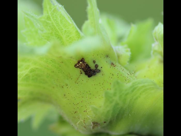 Charançon des noisetiers (Curculio obtusus)