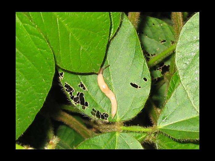 Limaces