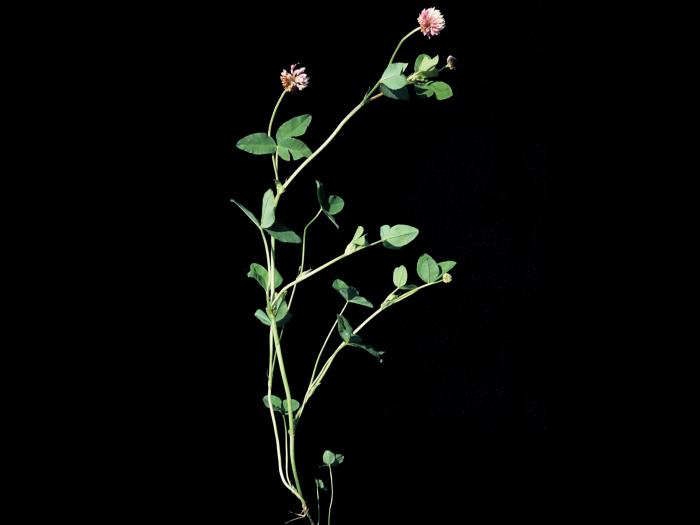 Trèfle alsike(Trifolium hybridum)_1