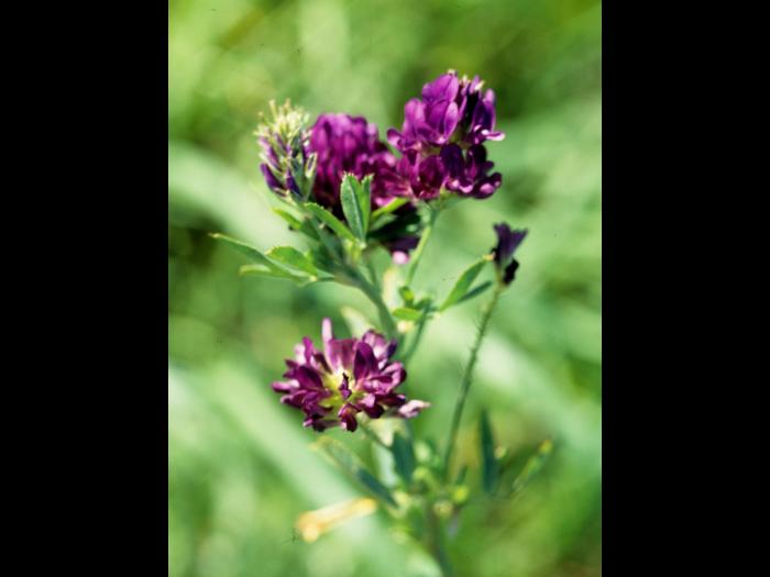 Luzerne cultivé (Medicago sativa)_1