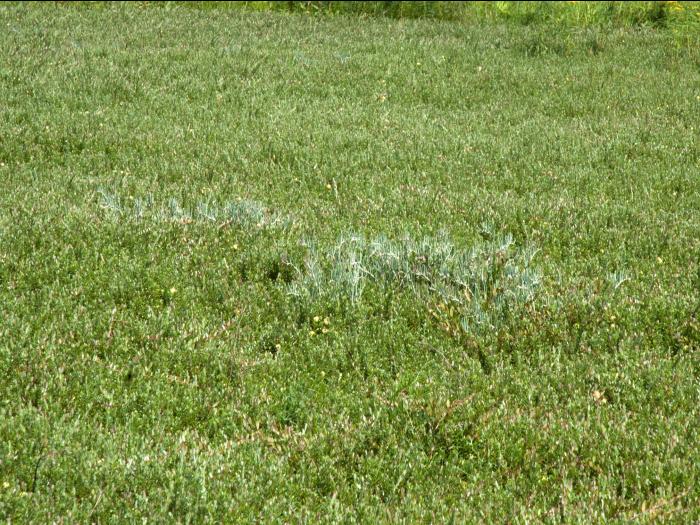 Andromède glauque(Andromeda polifolia)_5