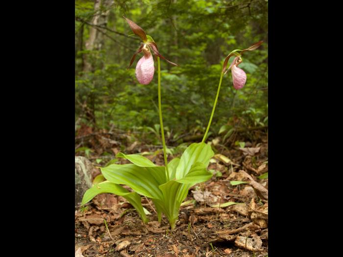 Cypripède acaule(Cypripedium acaule)_1