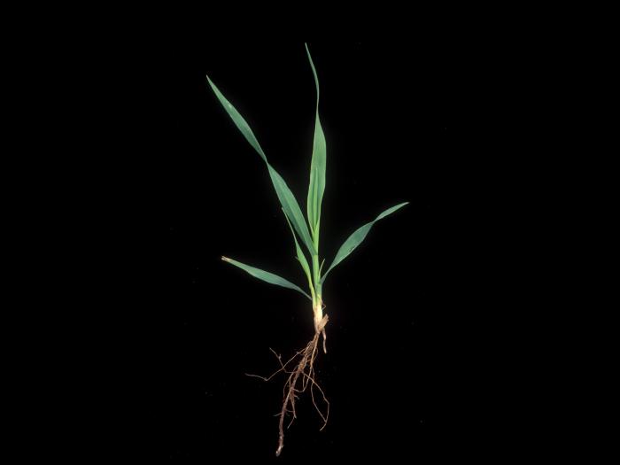 Avoine cultivée(Avena sativa)_8