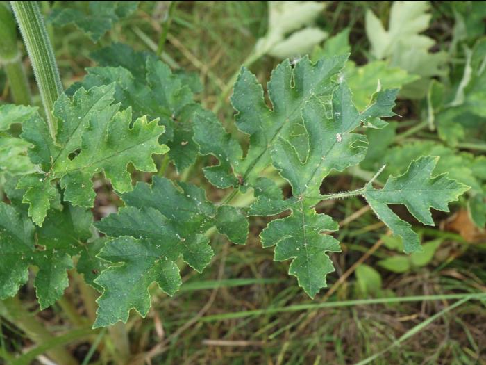 Berce commune(Heracleum sphondylium)_5