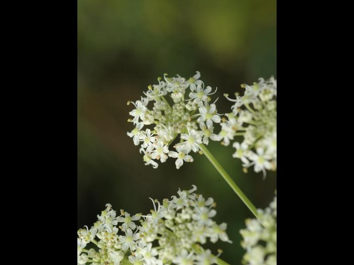 Berce commune(Heracleum sphondylium)_14