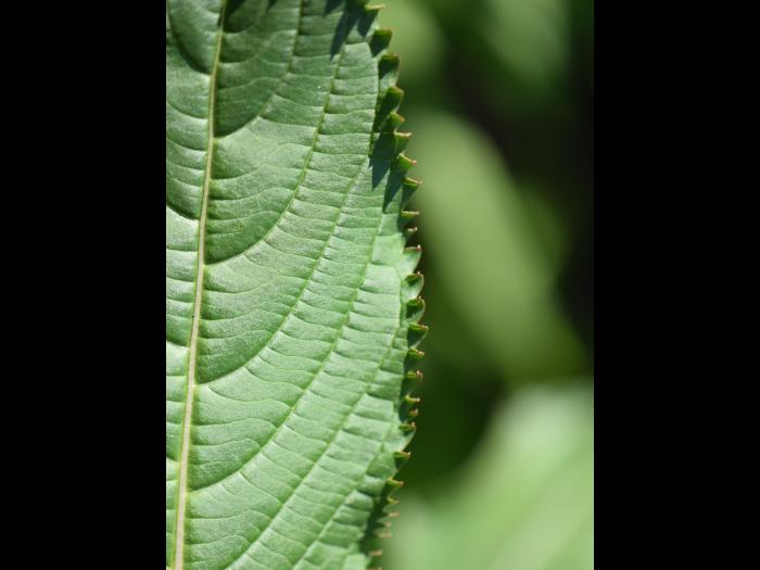 Impatiente glanduleuse (Impatiens glandulifera)_5