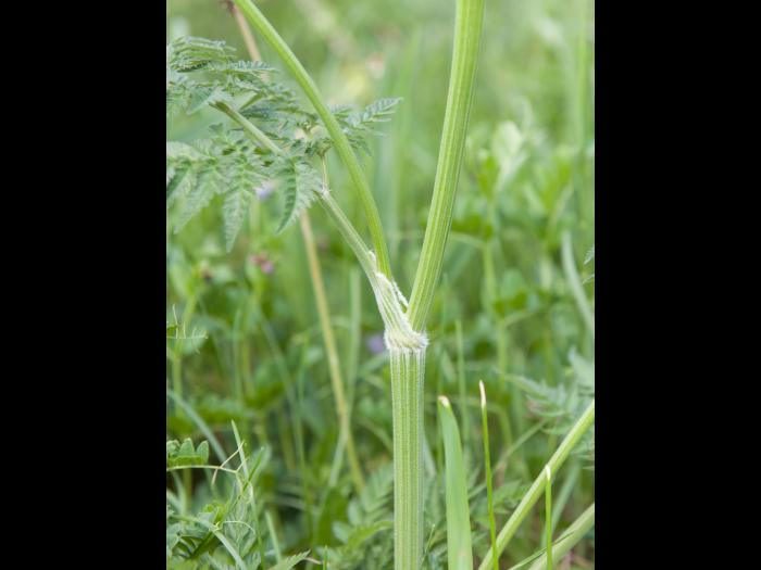 Anthrisque des bois(Anthriscus sylvestris)_4