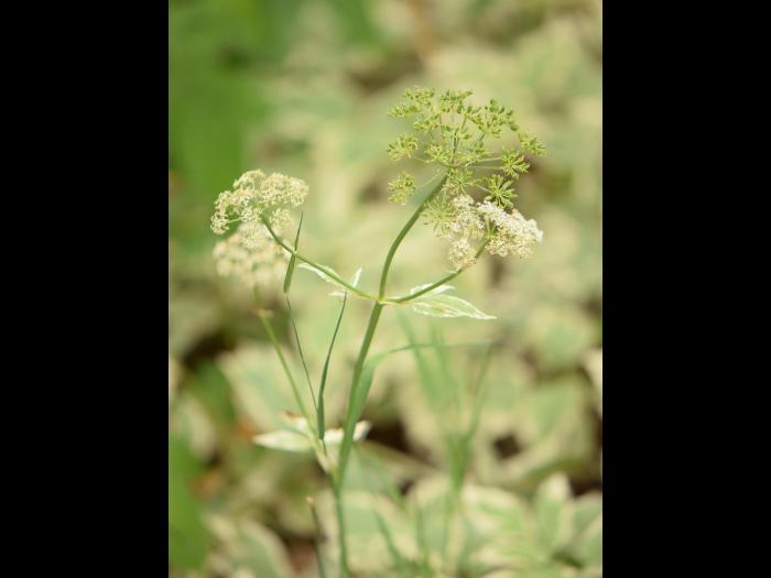 Égopode podagraire(Aegopodium podagraria)_3