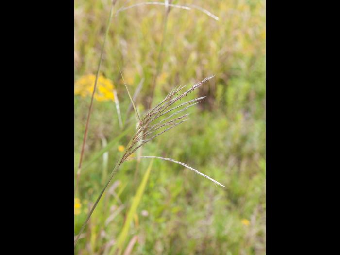 Miscanthus commun (Miscanthus sacchariflorus)_2