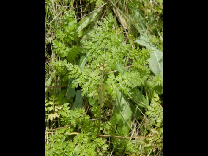 Anthrisque des bois(Anthriscus sylvestris)_12