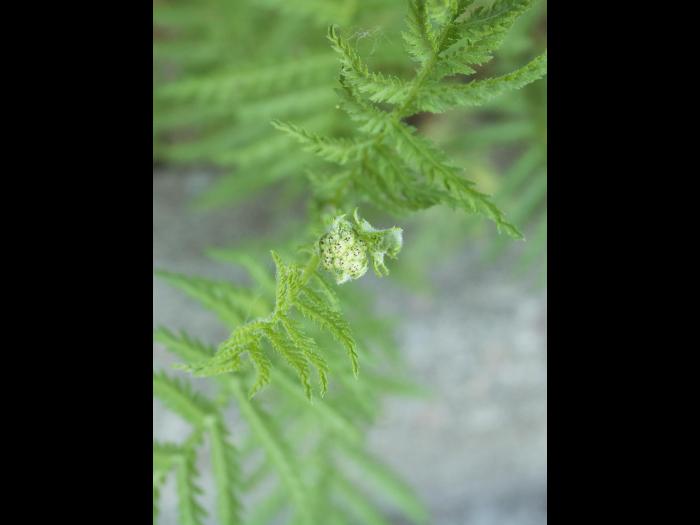 Tanaisie vulgaire (Tanacetum vulgare)_1